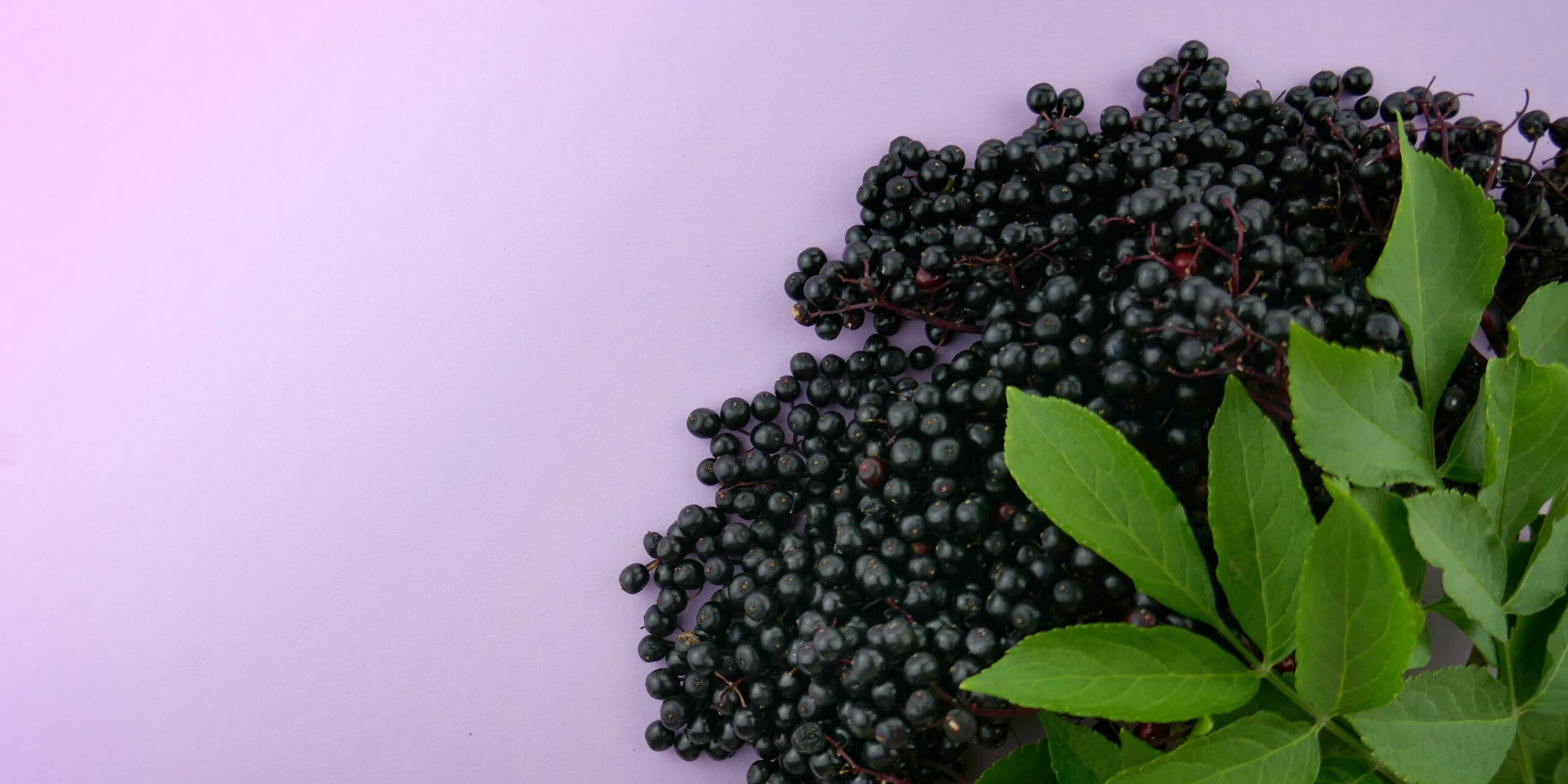 5 incredible elderberry benefits