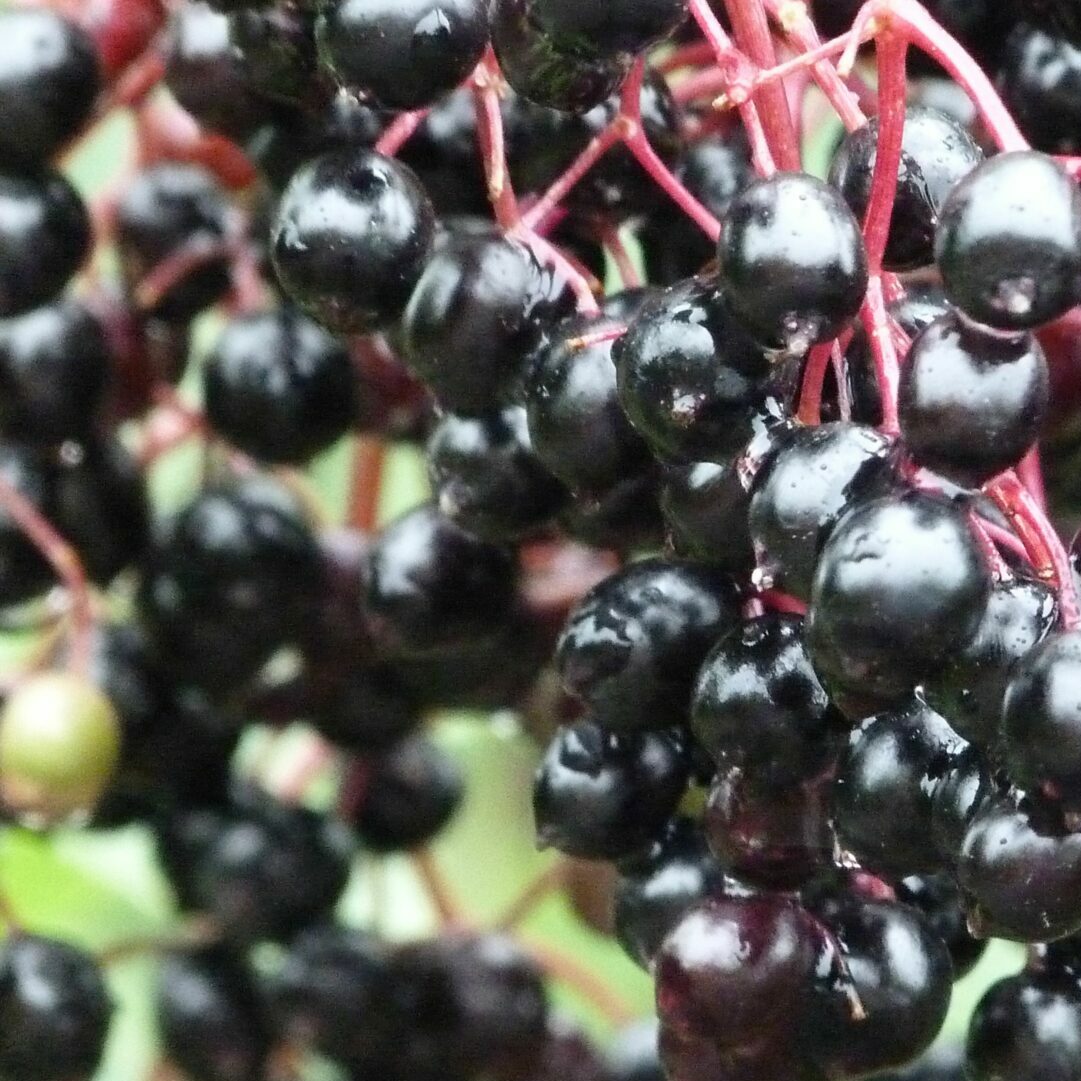 5 incredible elderberry benefits